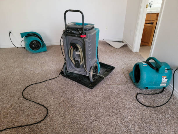 Best Mold removal after water damage  in Horace, ND
